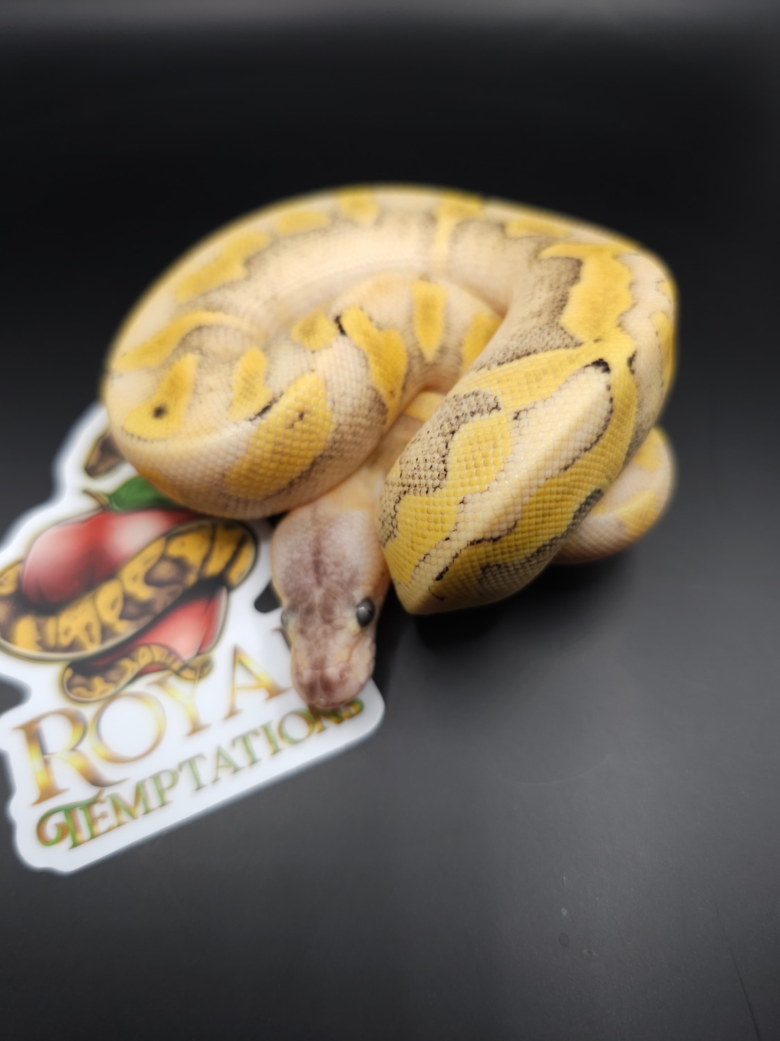 Enchi Pastel Champagne 50% Het Pied Ball Python by Royal Temptations ...