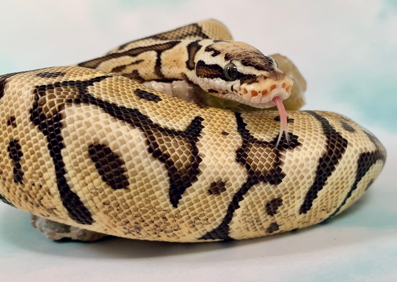 Pastel Woma 50% Het Hypo Pos Raven Ball Python by Painted Lady Balls ...