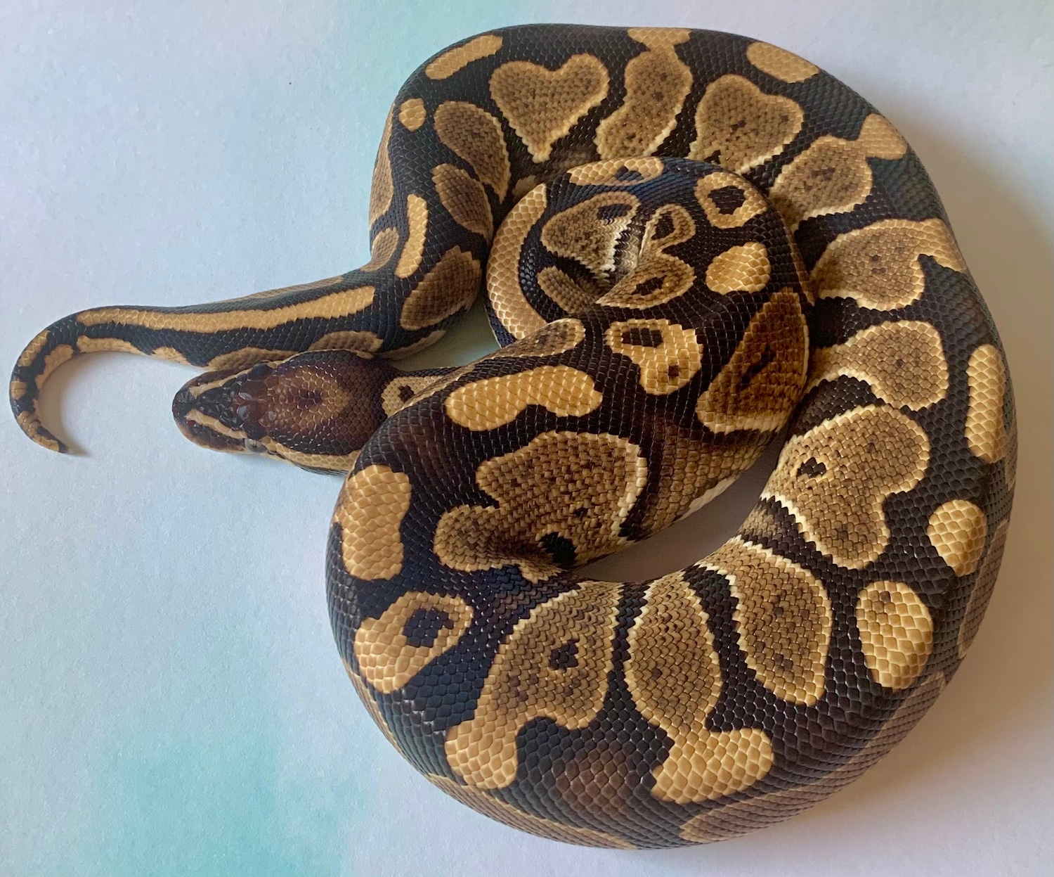 Special Pos Het Monsoon Ball Python by Painted Lady Balls - MorphMarket