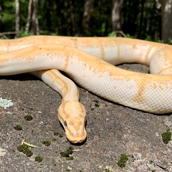 *Free Shipping* PB Banana Spider Calico Ball Python by Painted Lady Balls