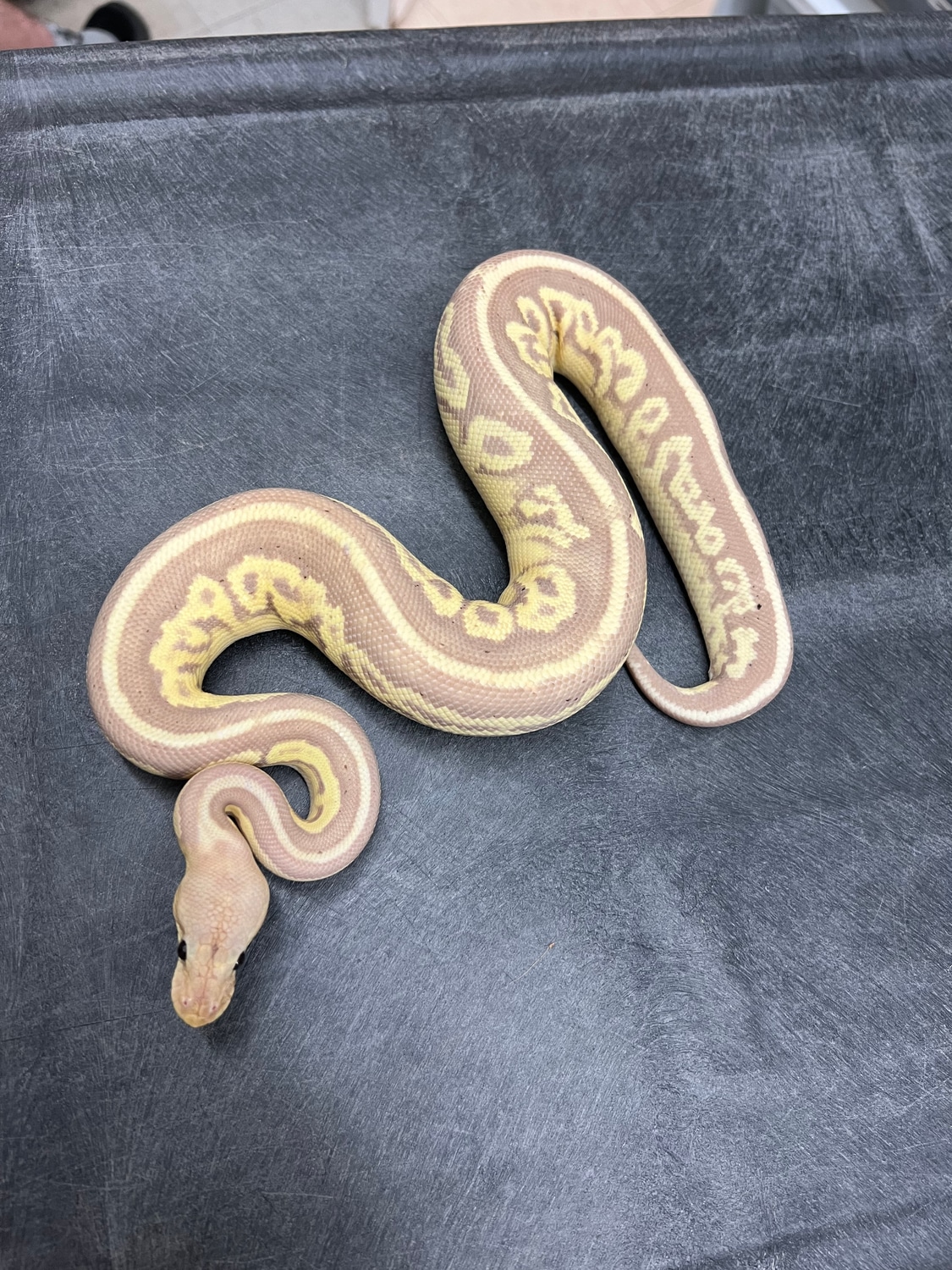 Banana Gargoyle Het Clown 50 Het Gstripe Ball Python by NBK Reptiles