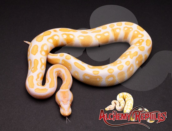 2019 Lavender Albino Male Ball Python by Alchemy Reptiles and Exotics