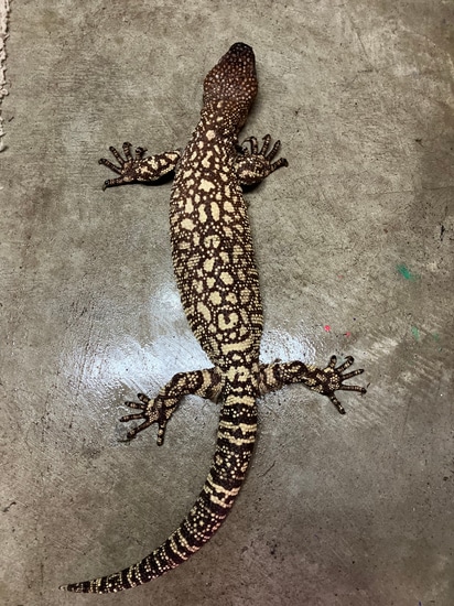 Proven Pair Of Exasperatum More Lizard by Butler Reptiles