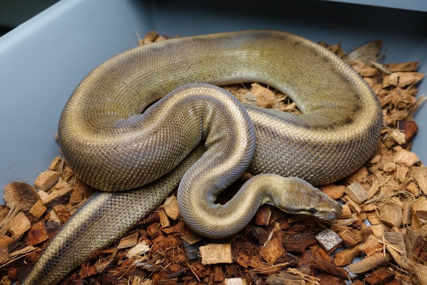 Red Stripe Genetic Stripe Ball Python by Conduit Constrictors - MorphMarket