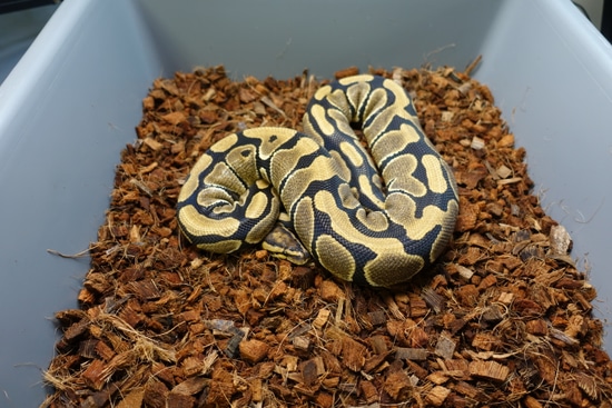 Wholesale Adults Subadults & Hatchlings (8) Ball Python by Conduit ...