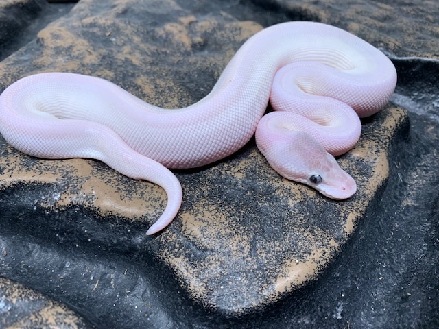 Blue Eye Leucistic Ball Python by Carolina Reptiles - MorphMarket