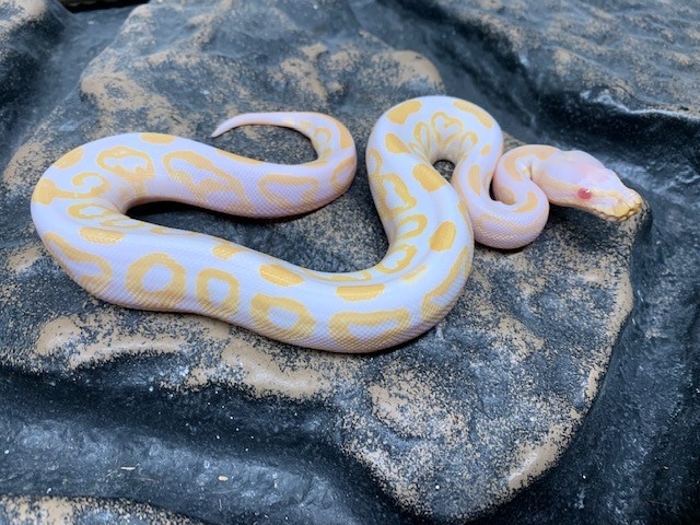 Albino Pewter Ball Python by Carolina Reptiles - MorphMarket