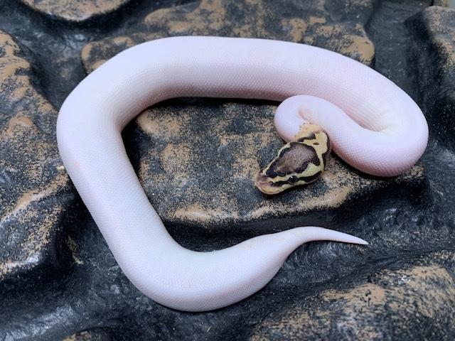 High White Pied Ball Python by Carolina Reptiles - MorphMarket
