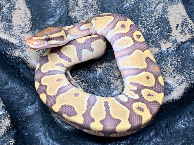 Caramel Albino Het Pied Ball Python by Carolina Reptiles - MorphMarket
