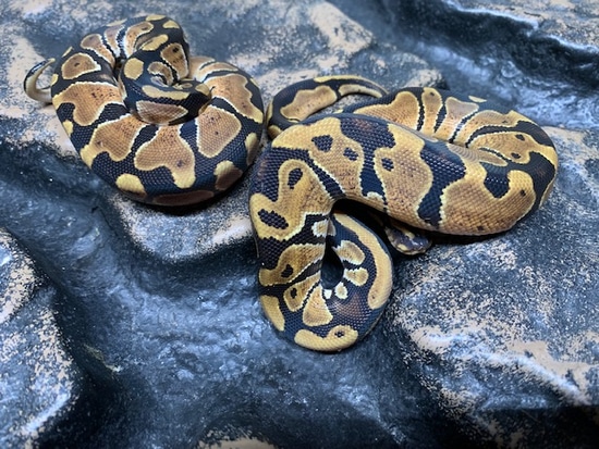 Normal Alien Ball Python Normal Ball Python by Carolina Reptiles