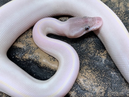 Blue Eye Leucistic Ball Python by Carolina Reptiles
