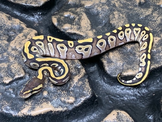 Mojave #8 Ball Python by Carolina Reptiles