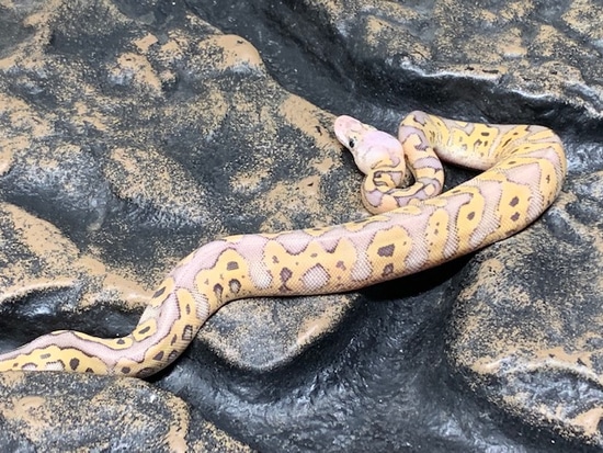 killer clown ball python animal facts - python regius... Killer Clown #7 Ball Python by Carolina Reptiles