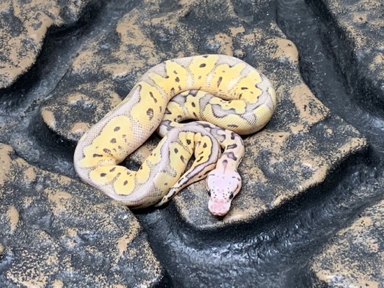 Killer Clown #8 Ball Python by Carolina Reptiles