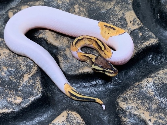Pied Poss Het Caramel Ball Python by Carolina Reptiles