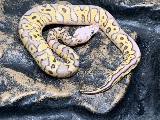 Killer Clown #8 Ball Python by Carolina Reptiles