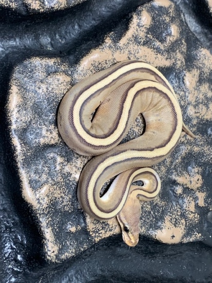 Ghost Genetic Stripe Ball Python by Carolina Reptiles