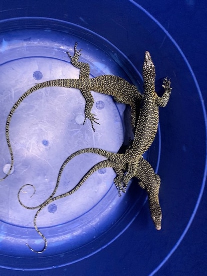 Mangrove Monitors by Carolina Reptiles