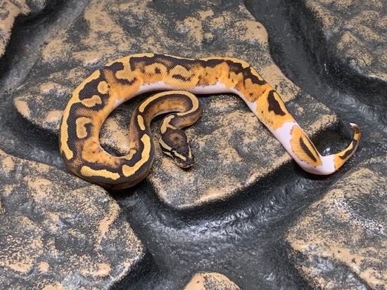 Pied Het Albino #99 Ball Python by Carolina Reptiles