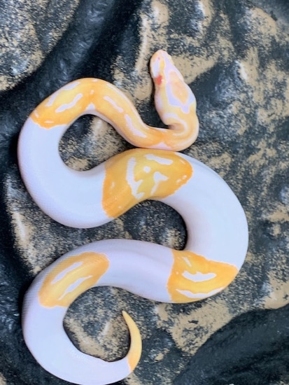 Albino Pied With Jack O Lantern Face Ball Python by Carolina Reptiles