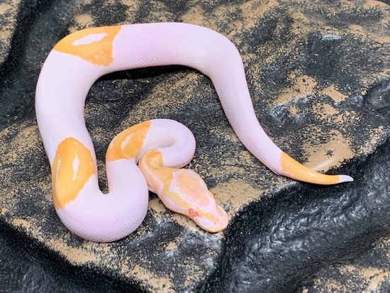 Albino Pied Ball Python by Carolina Reptiles