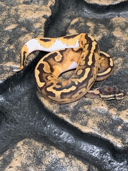 Pied Het Albino Ball Python by Carolina Reptiles