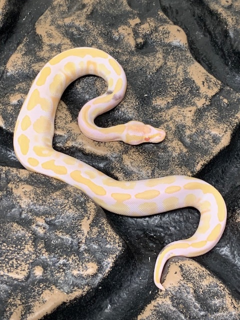 Albino Mojave Paradox