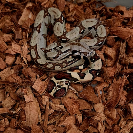 Jungle Het Blood Boa Constrictor