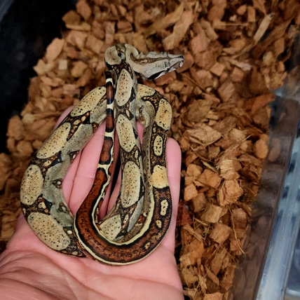 Jungle Het Blood Boa Constrictor