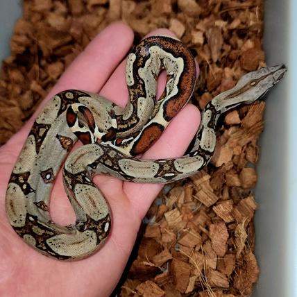 Jungle Het Blood Boa Constrictor
