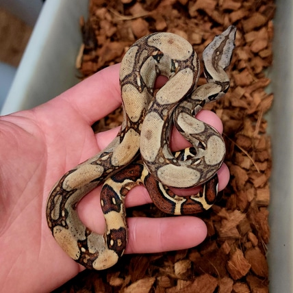 Jungle Het Blood Boa Constrictor