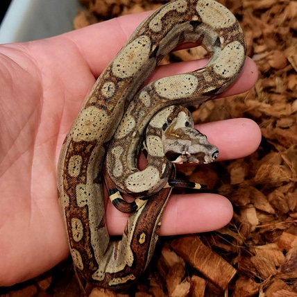 Jungle Het Blood Boa Constrictor