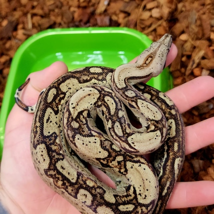 2024 Jungle Het Leopard Boa Constrictor