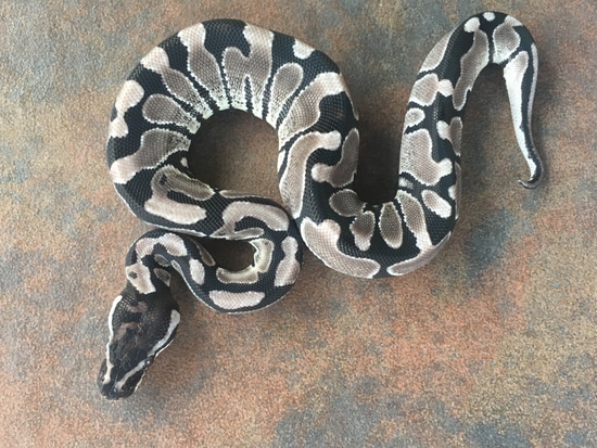 Axanthic Ball Python by Nebula Exotics