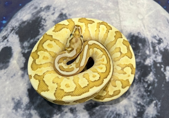 Lesser Fire Blade Spotnose Het Clown Ball Python by Nebula Exotics