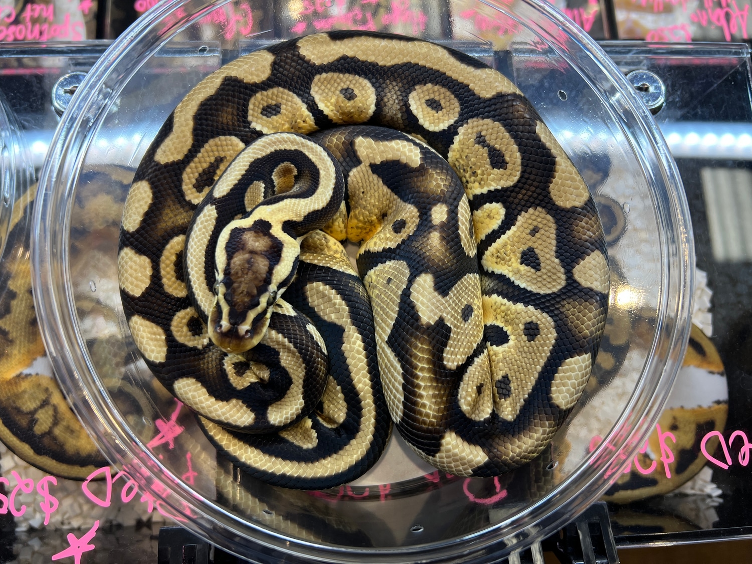 Pastel Joppa Ball Python by Nebula Exotics - MorphMarket