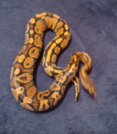 Gravel Yellow Belly Het Pie Ball Python by Dr's Balls