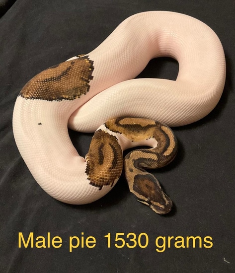 Pied Breeders Collection 9 Total Ball Python by Dr's Balls