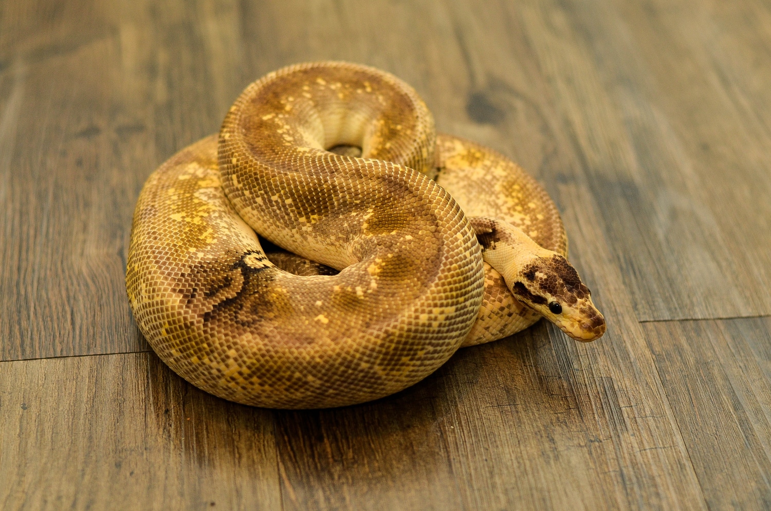 Champagne Cinnamon Pastel Paradox Ball Python by Angry Ball Pythons ...