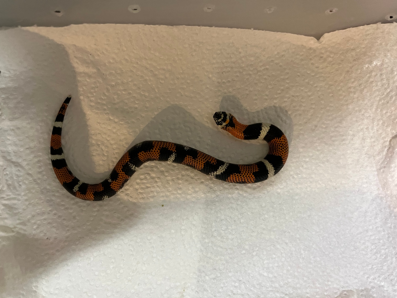 Hypo-e Aberrant Pattern Tri-color Hognose by Fathom Hogs - MorphMarket