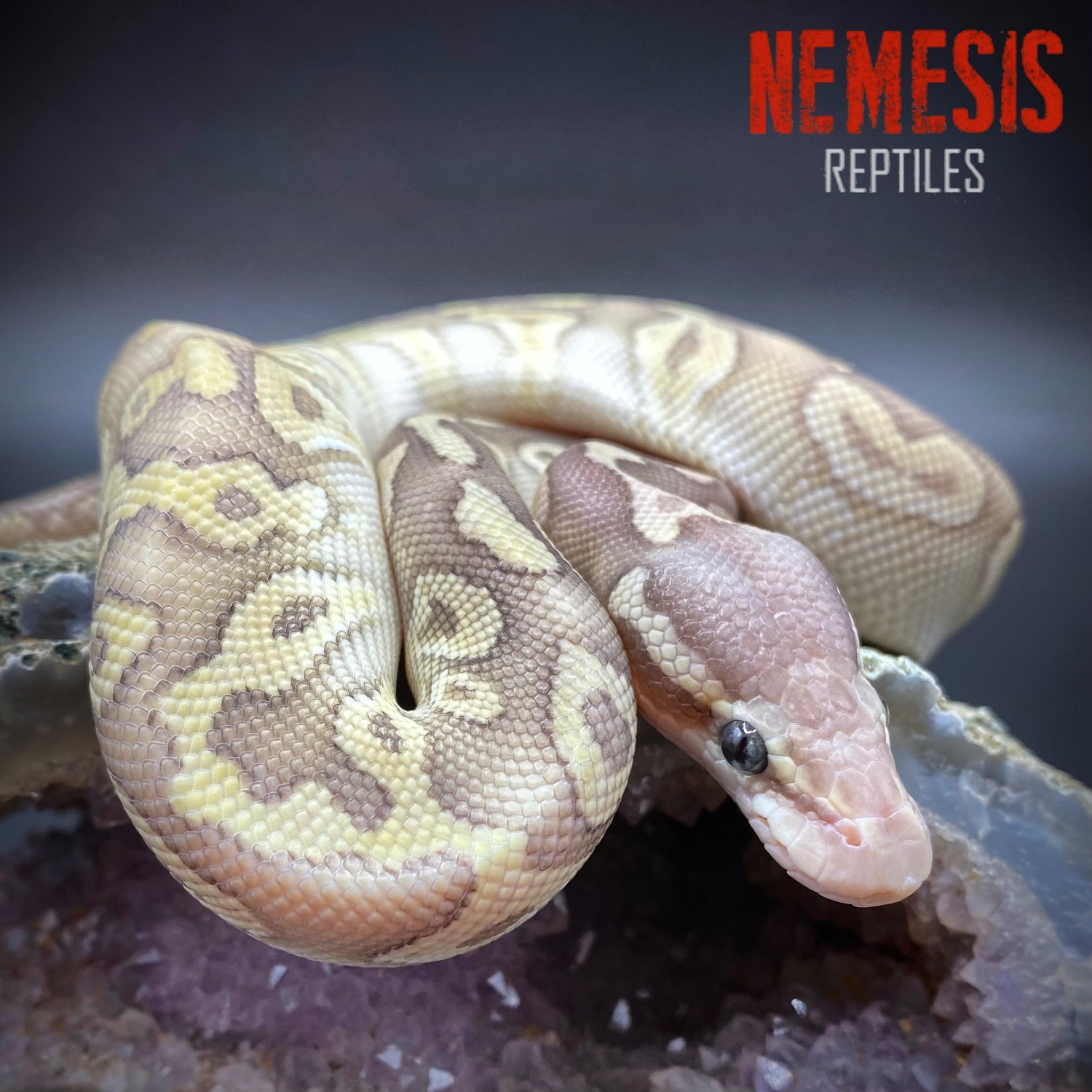 Mystic Crystal Ball Python by Nemesis Reptiles - MorphMarket