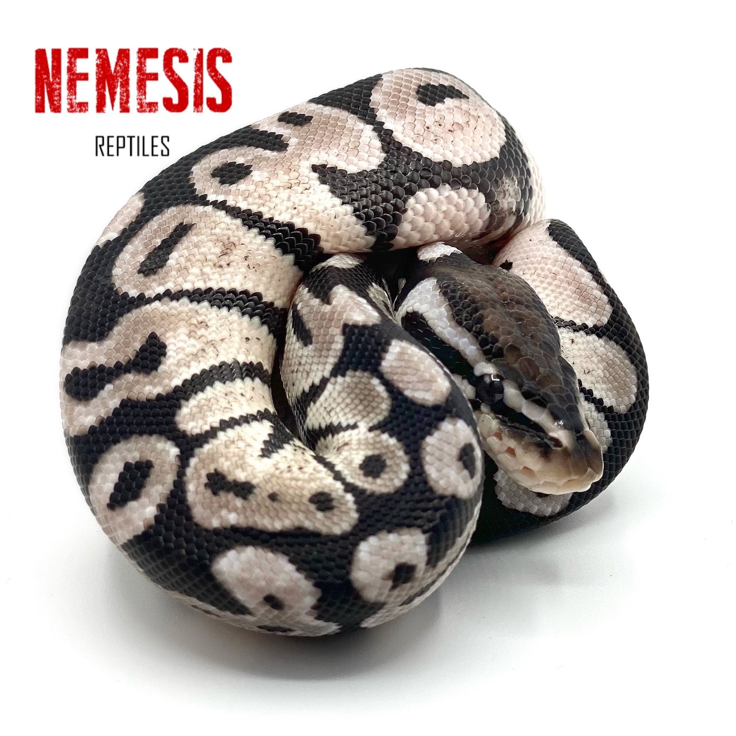 Pastel VPI Axanthic Ball Python by Nemesis Reptiles - MorphMarket