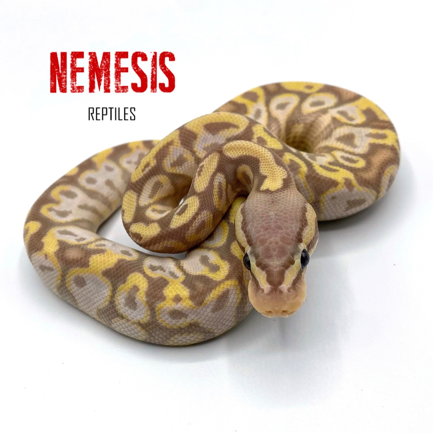 Pastel Banana Gravel Or Yellow Belly Ball Python by Nemesis Reptiles