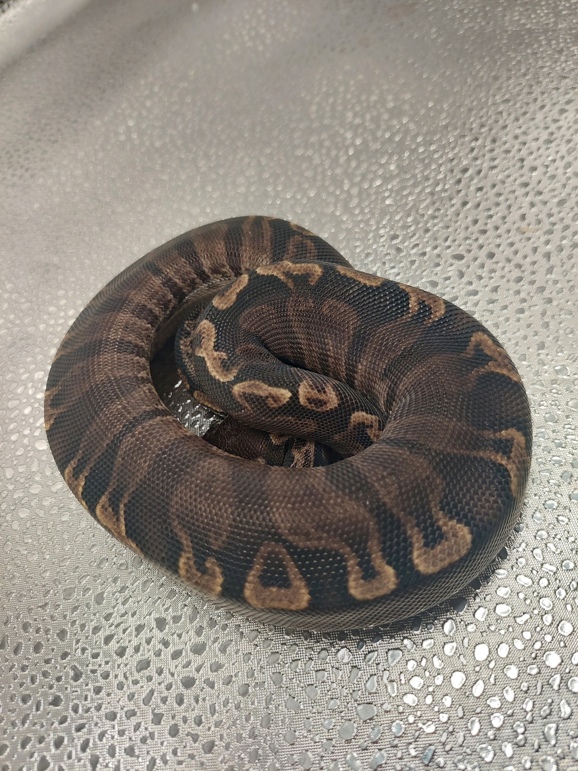 Super GHI Ball Python by Neptune's Pythons MorphMarket