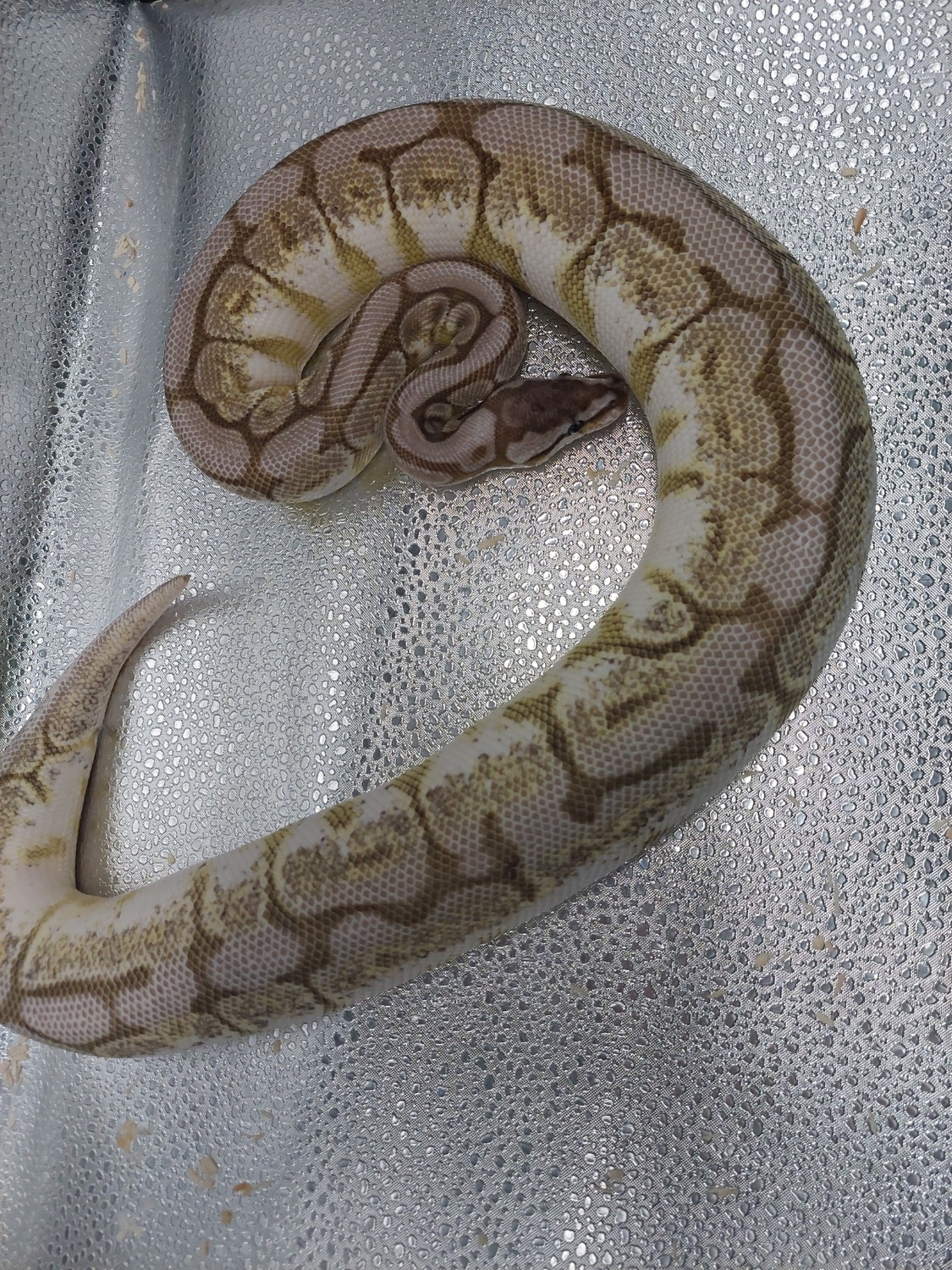 Neptune's Pythons's Collection MorphMarket