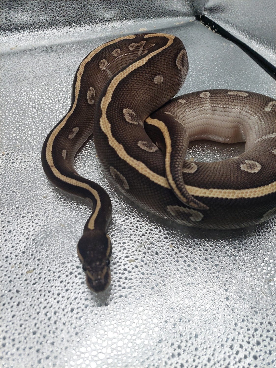 Super Phantom Possible YB Ball Python by Neptune's Pythons MorphMarket