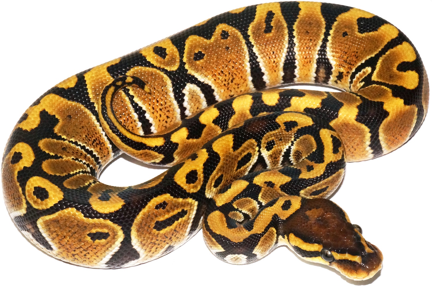Odium Ball Python by New England Reptile Distributors MorphMarket