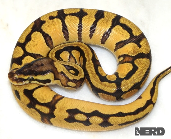 Pastel Enchi Lucifer Possible Het Pied Ball Python by NERD