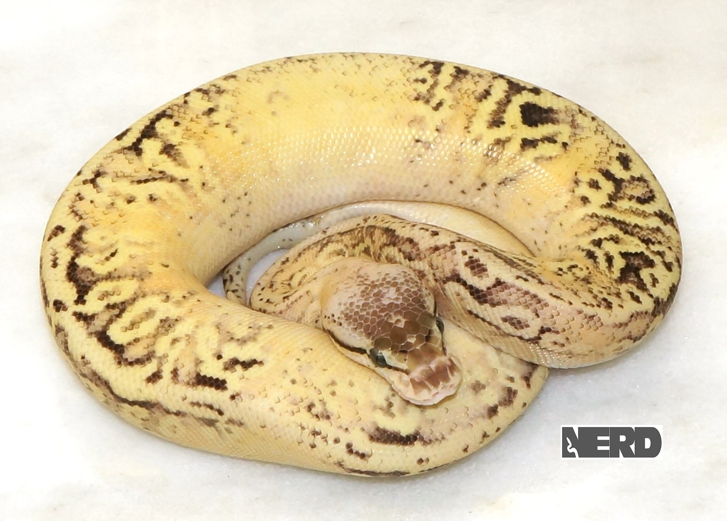 Darth Fader Ball Python by New England Reptile Distributors - MorphMarket