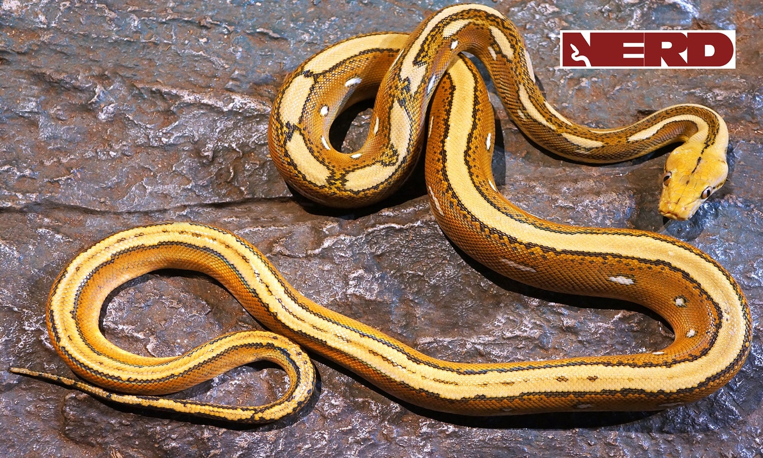 Orange Ghost Stripe Paradox Calico Reticulated Python by New England ...